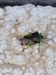 Elasmostethus nubilus