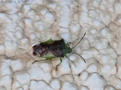 Elasmostethus nubilus