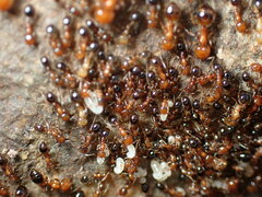 Solenopsis xyloni