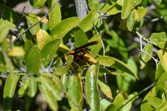 Polistes major