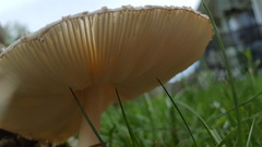 Saproamanita thiersii
