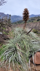 Puya alpestris