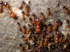 Solenopsis xyloni