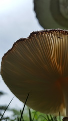 Saproamanita thiersii
