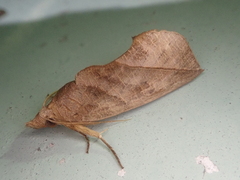 Calyptra gruesa