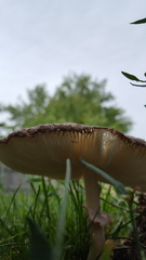 Saproamanita thiersii