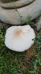 Saproamanita thiersii