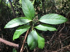 Deeringia arborescens