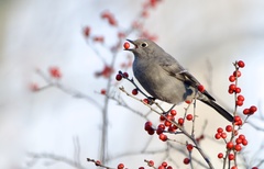 Townsend's Solitaire photo 1