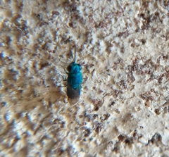 Chrysididae