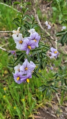 Solanum crispum