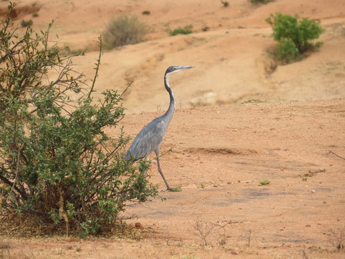 Black-headed Heron