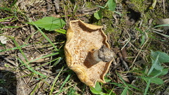 Lactarius psammicola