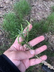 Melaleuca armillaris