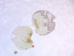 Calypogeia integristipula