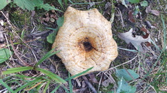 Lactarius psammicola