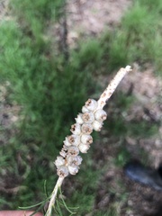Melaleuca armillaris