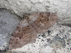 Xanthorhoe quadrifasiata