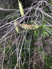 Melaleuca armillaris