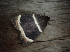 Amphipyra tripartita