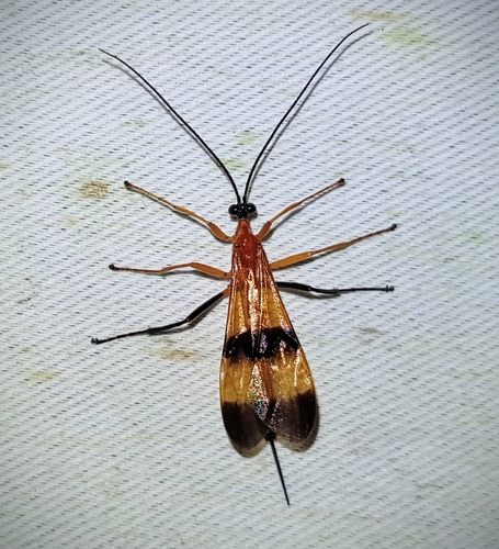 Acrotaphus fasciatus image