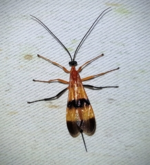 Image of Acrotaphus fasciatus
