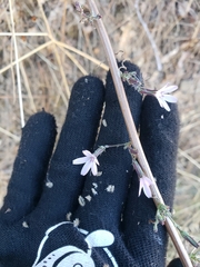 Stephanomeria virgata