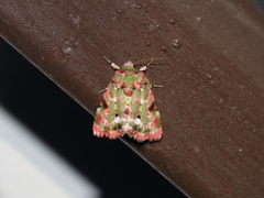 Chytonix griseorufa
