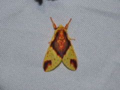 Symphlebia