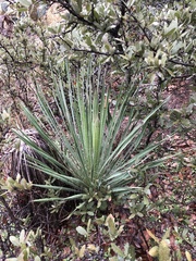 Asparagaceae