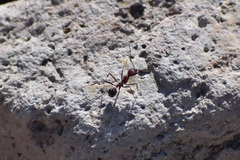 Novomessor albisetosus
