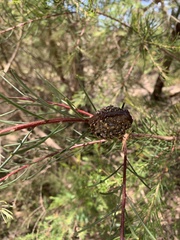 Hakea propinqua