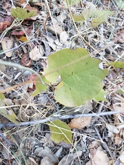 Aristolochia californica