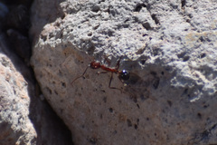 Novomessor albisetosus