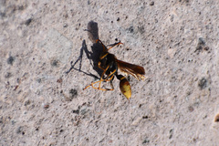 Polistes comanchus
