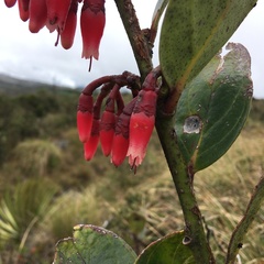 Macleania rupestris