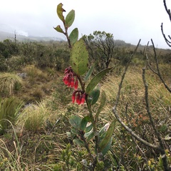 Macleania rupestris