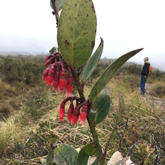 Macleania rupestris