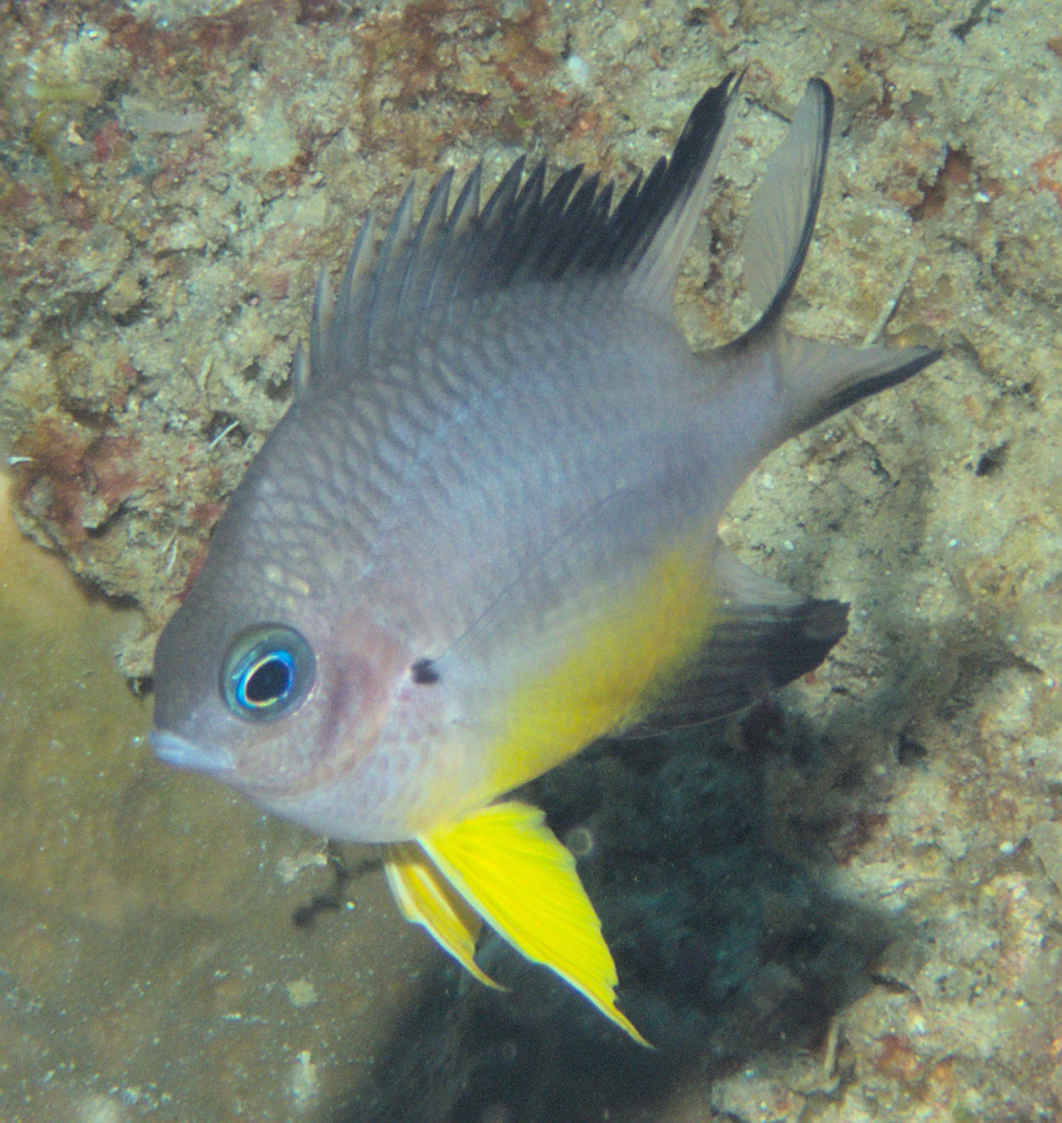 Whitebelly Damselfish