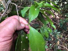 Loeseneriella barbata