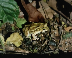 Duttaphrynus melanostictus