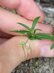 Oldenlandia corymbosa