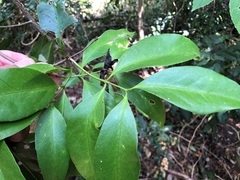 Loeseneriella barbata