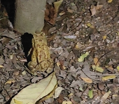 Duttaphrynus melanostictus