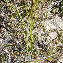 Haemodorum corymbosum