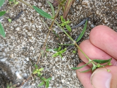 Oldenlandia corymbosa