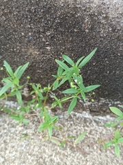 Oldenlandia corymbosa