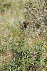 Haemodorum corymbosum