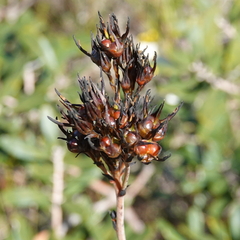 Haemodorum corymbosum