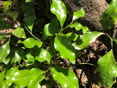 Toechima tenax
